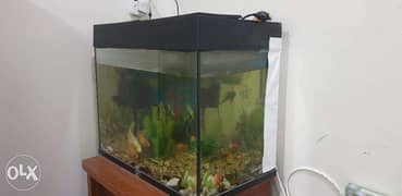 Fish Tank with Fishes 0