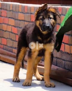 long hair German Shepherd puppy 0
