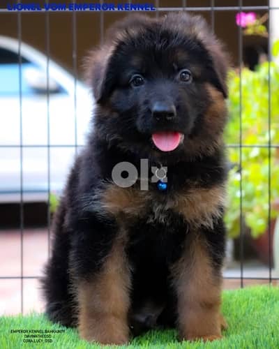 Long hair German Shepherd puppies يراوه جيرمن شيبرد لونق هير