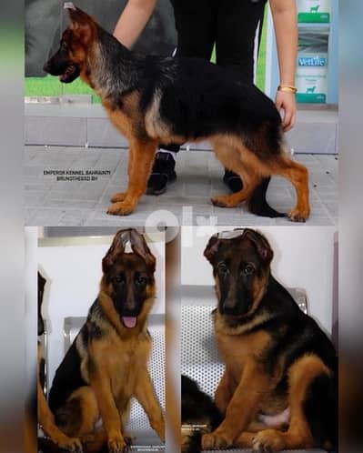 نثيه و ذكر جيرمن شيبرد دم ابطال male and female German Shepherd