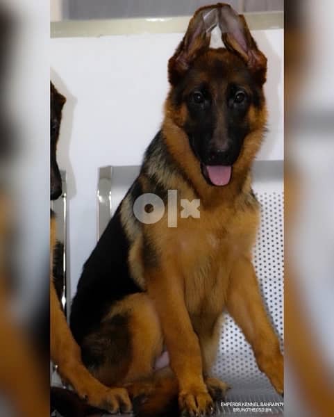 نثيه و ذكر جيرمن شيبرد دم ابطال male and female German Shepherd 1