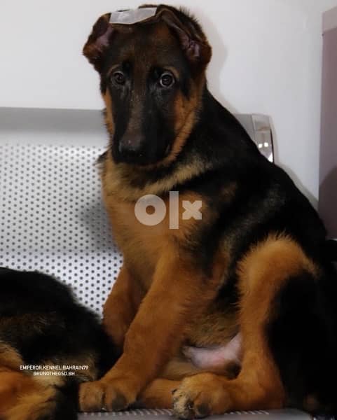 نثيه و ذكر جيرمن شيبرد دم ابطال male and female German Shepherd 2