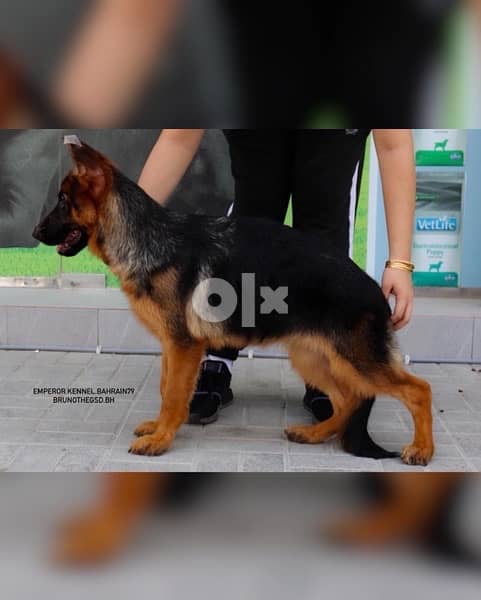 نثيه و ذكر جيرمن شيبرد دم ابطال male and female German Shepherd 3