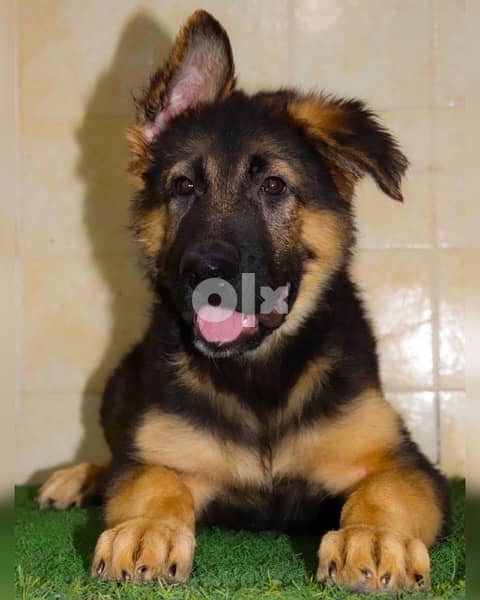 last German Shepherd puppy available متوفر آخر يرو جيرمن شيبرد 0