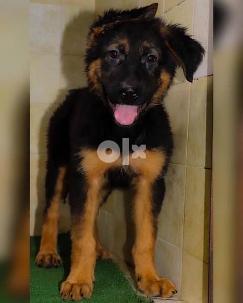 last German Shepherd puppy available متوفر آخر نثيه جيرمن شيبرد 1