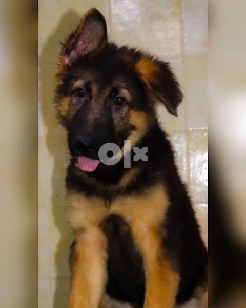 last German Shepherd puppy available متوفر آخر نثيه جيرمن شيبرد 2