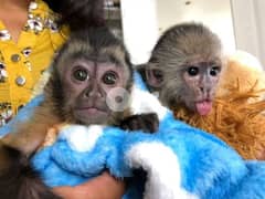 capuchin monkey : whatsapp number: +971 52 545 1339 0