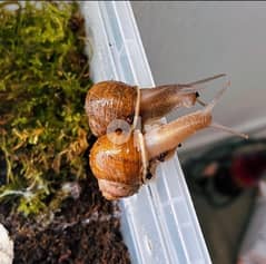 African snails for adoption 0
