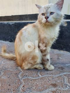 للبيع قطه for sale cat 0