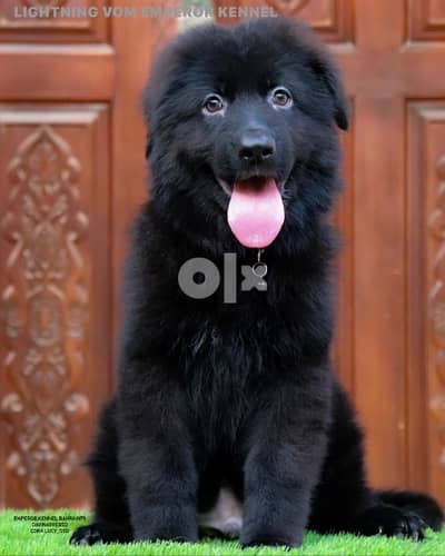 long hair German Shepherd يراوه جيرمن شيبرد لونق هير مع البدقري