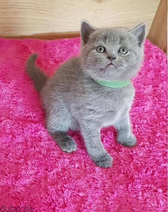 Healthy Scottish Fold Kittens for sale 0