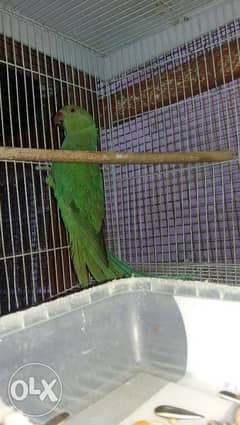 for sale untrained indian ringneck parrot with the cage free delivery 0