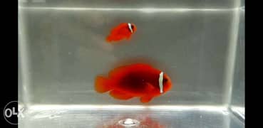Tomato (Fire) Clownfish (Amphiprion frenatus) Saltwater Fish 0