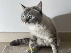 For sale cute male cat 6months Scottish 0