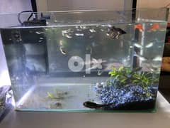 aquarium and all fish and filter @9 bd NO DELIVERY 0