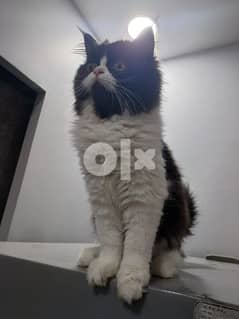 Persian Cat 5 months old male for Adoption 0