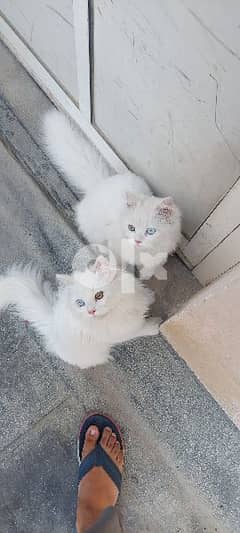 2 persion different eyes 6month male cats beautifull each50bd 0