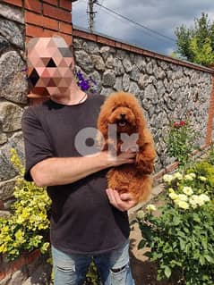 imported female toy poodle 0