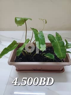 Plants for sale 0