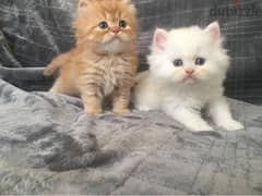 Adorable kittens looking for a good and caring home.