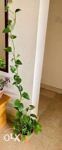 Indoor House Plants 0