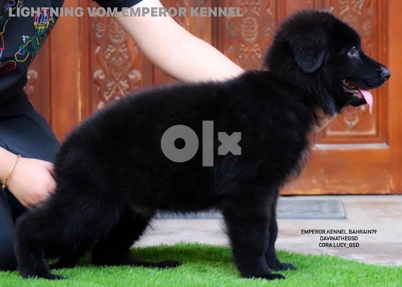 long hair German Shepherd puppies يراوه لونق هير جيرمن شيبرد 4