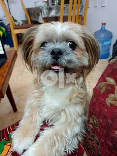 2 year old shih tzu 2024 for sale