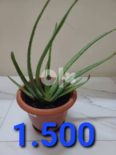 Aloe vera plant for sale 0
