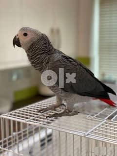 Whatsapp Me (+966 58899 3320) Afri-can Gray Parrots 0