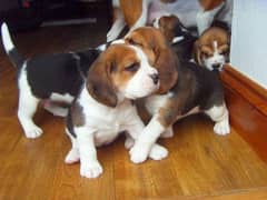Beautiful Beagle Puppies looking for their new Home 0