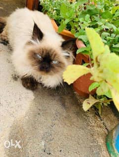 Cute Himalayan and Persian pet for sale with sad 0