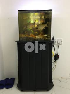 للبيع حوض سمك - Fish Tank For Sale 0