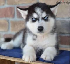 Siberian Huskies puppy