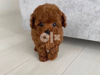 Toilet Trained Cute Toy Poodle  WHATSAPP AT +1(908)768‑4279