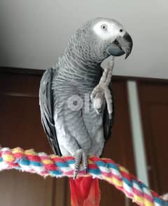 African gray parrot Whatsapp me+37063204763 0