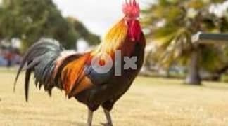 Rooster for sale in BH 0