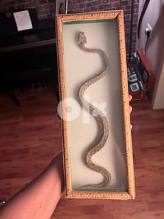 viper snake taxidermy antique 0