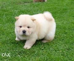 Adorable chow chow puppies 0