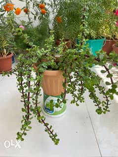 2 jade plant 0