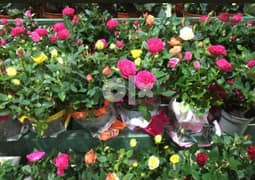 Roses for Sale 0