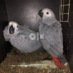 AFRICAN GREY PARROTS AVAILABLE FOR SALE 0