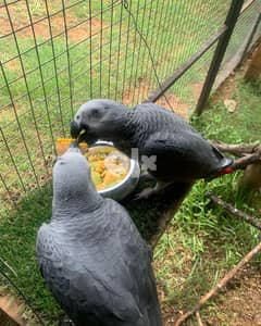 3 months Old African Grey Parrots 0