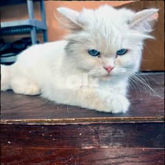 Persian female cat for saleللبيع قط شيرازي 0