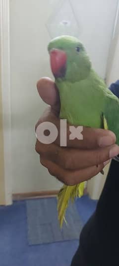 Parrot urgent sale 0