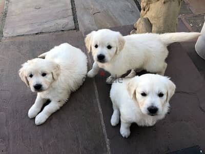 oustanding Golden retriever ready for a new home