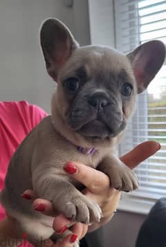 French-bulldog puppy's for sale 0