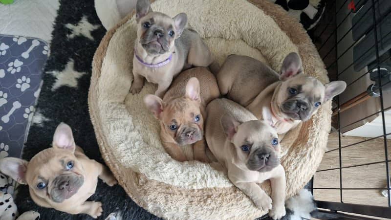 French-bulldog puppy's for sale 1