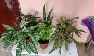 Beautiful plant for sale 0