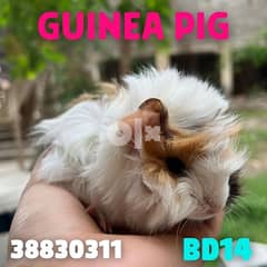 Guinea Pigs 0