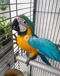 Gold macaw parrot Whatsapp me+37063204763 0